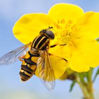 Hoverfly - Helophilus pendulus 4 